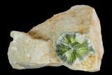 Radiating, Green Wavellite Crystal Aggregation - Arkansas #127100-1